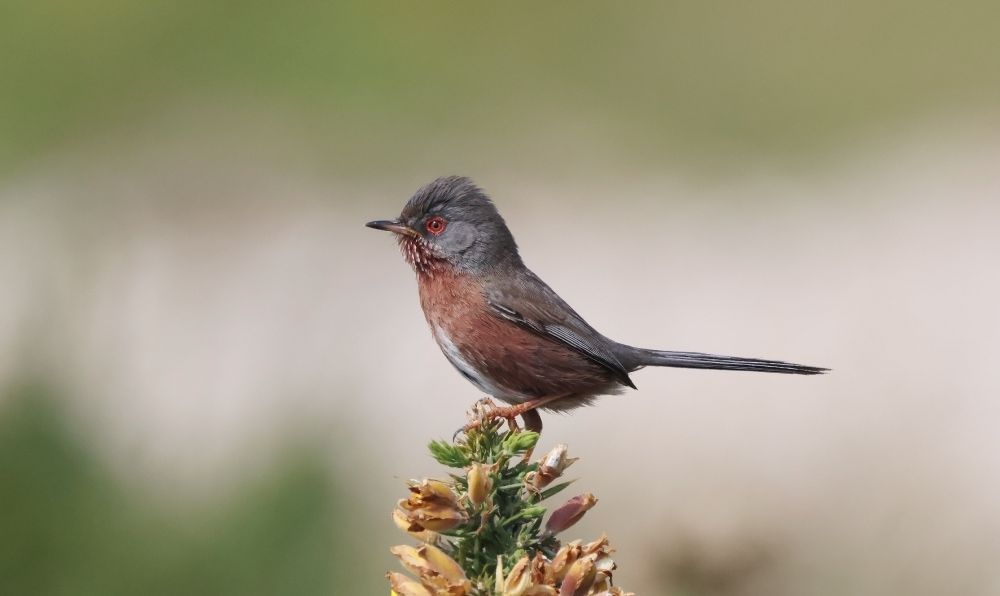 Dartford Warbler