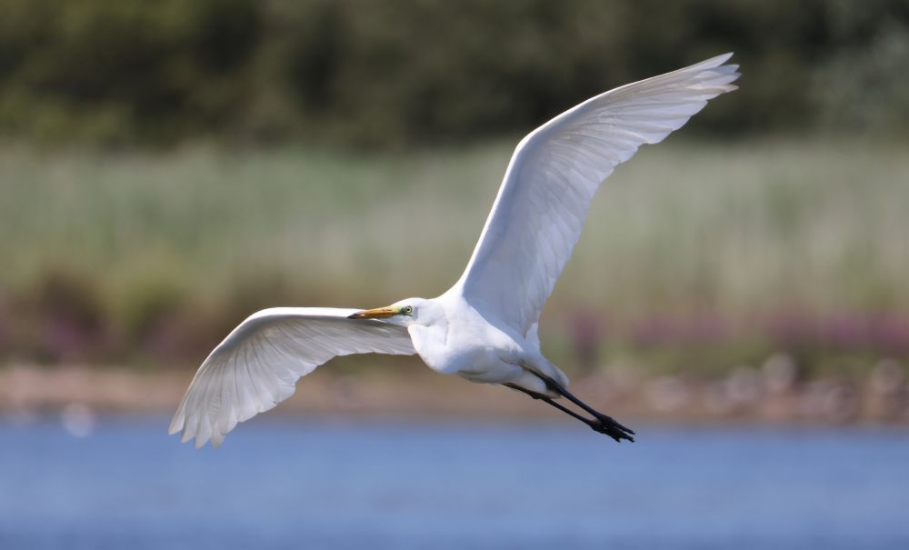 Great White Egret coming into an island on the ARC Pit
