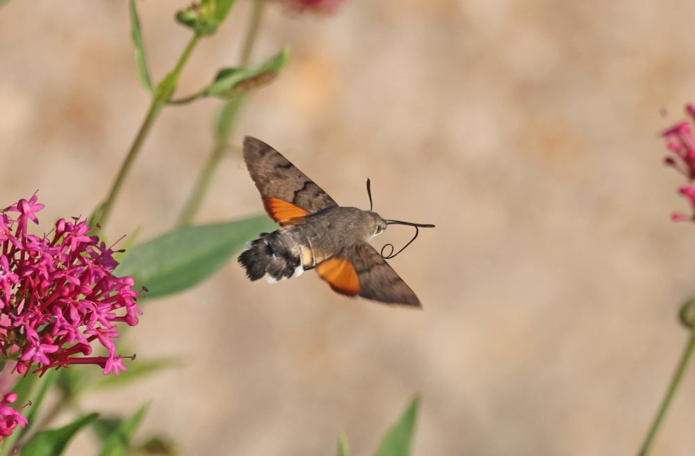 Hummingbird Hawk-moth 