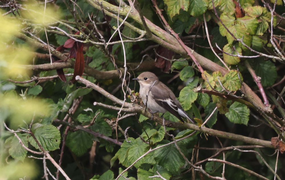 Pied Flycatcher
