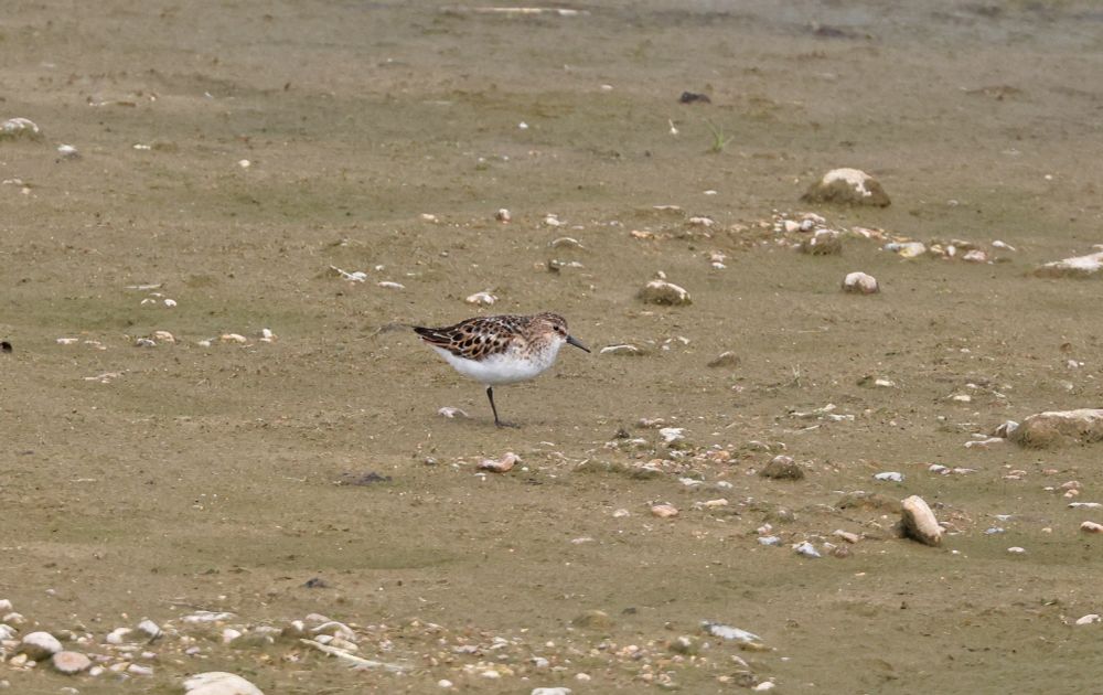 Adult Little Stint