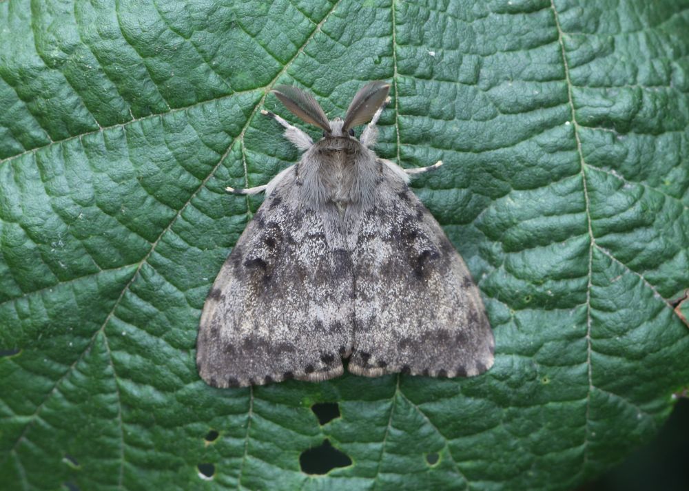 Male Gypsy Moth