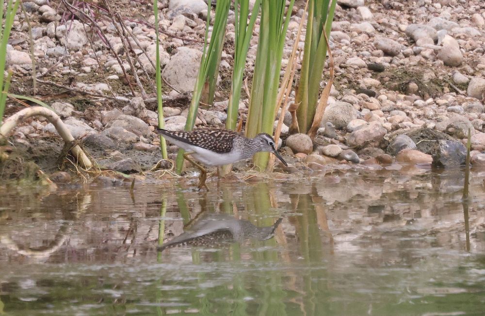 Wood Sandpiper