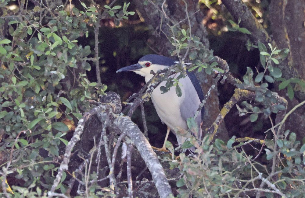 Adult Night Heron