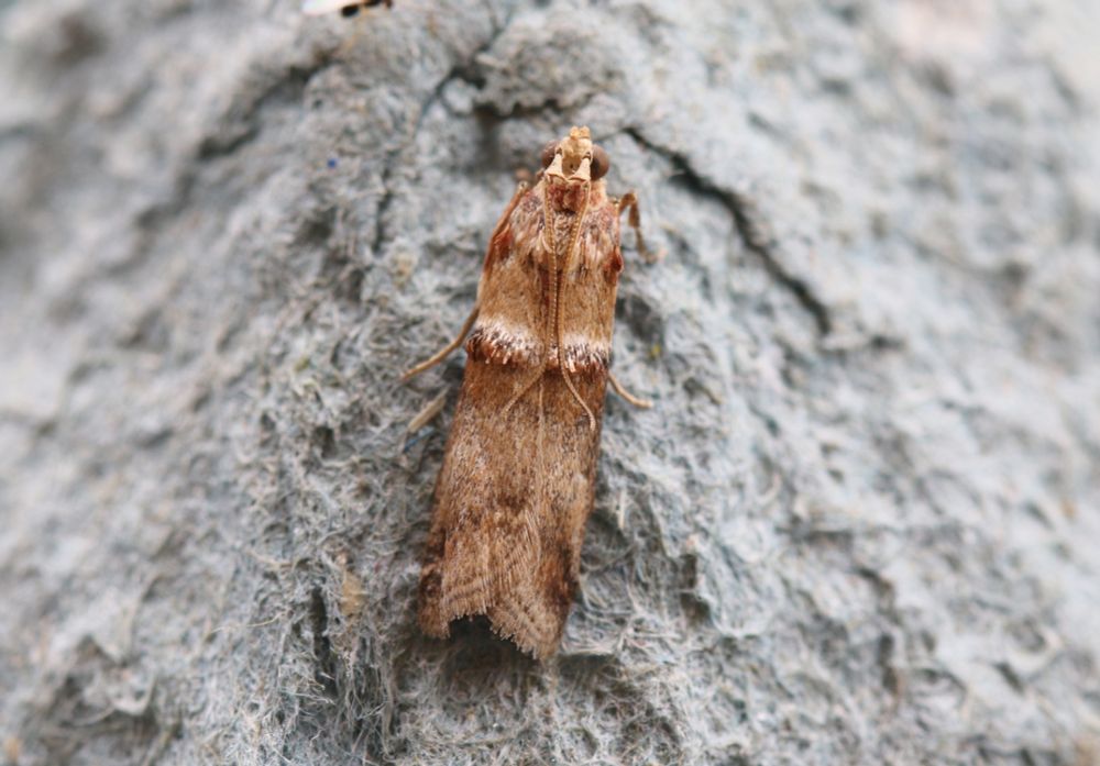 A worn Acrobasis tumidana.