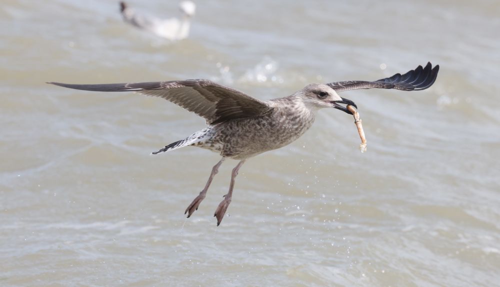 juvenile Yellow-legged Gull with a Spider Crab leg
