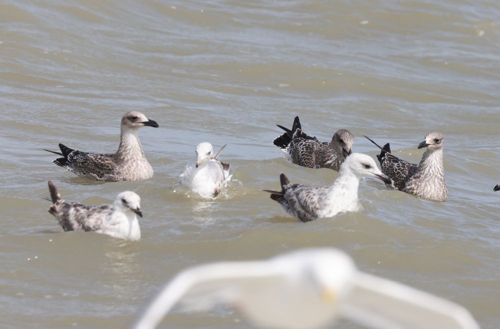 3 juvenile Yellow-legged Gull son the sea behind 3 Herring Gulls