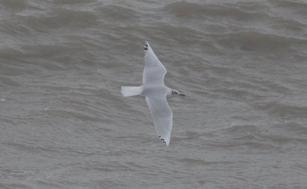 Black-headed Gull x Mediterranean Gull Hybrid