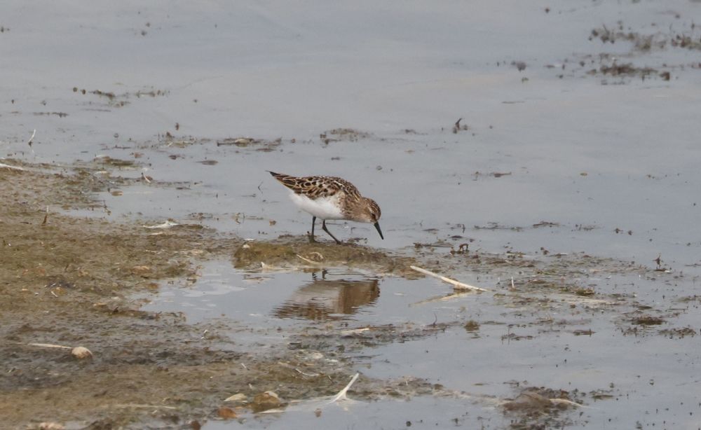 Adult Little Stint 