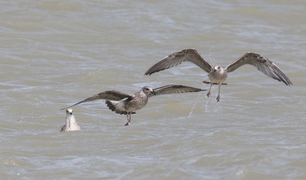 2 juvenile Yellow-legged Gulls in flight