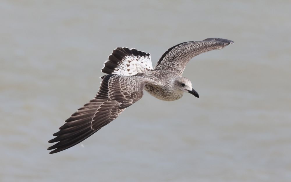 1 of 2 Juvenile Yellow-legged Gull at the fishing boats this afternoon