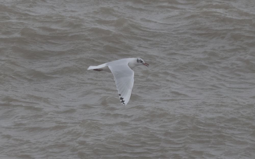 Black-headed Gull x Mediterranean Gull Hybrid