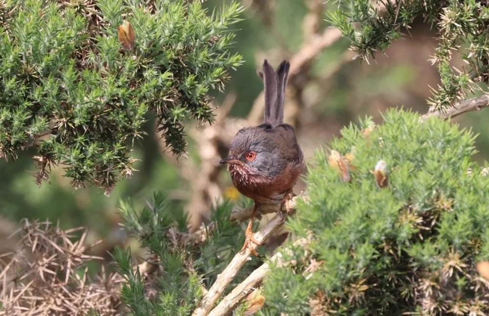 Dartford Warbler