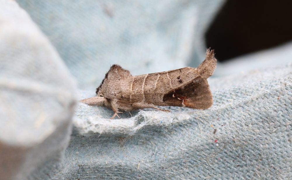 Scarce Chocolate-tip