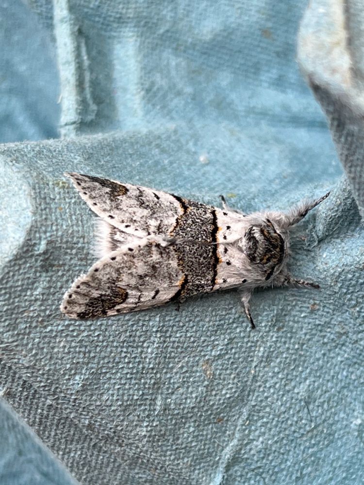 Poplar Kitten