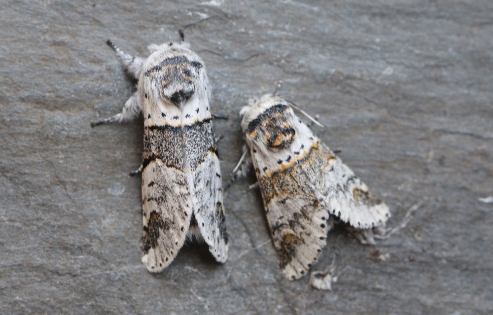 Poplar Kitten (left) Sallow Kitten (right)