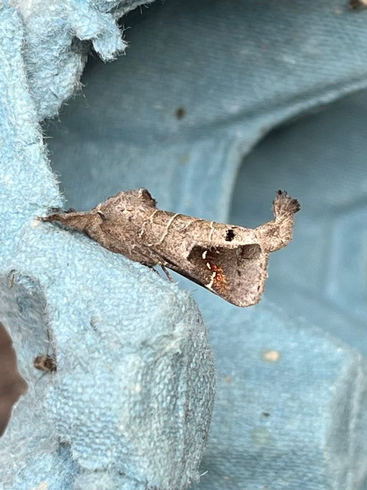 Scarce Chocolate Tip