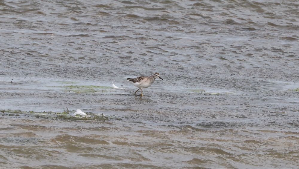 Adult Wood Sandpiper