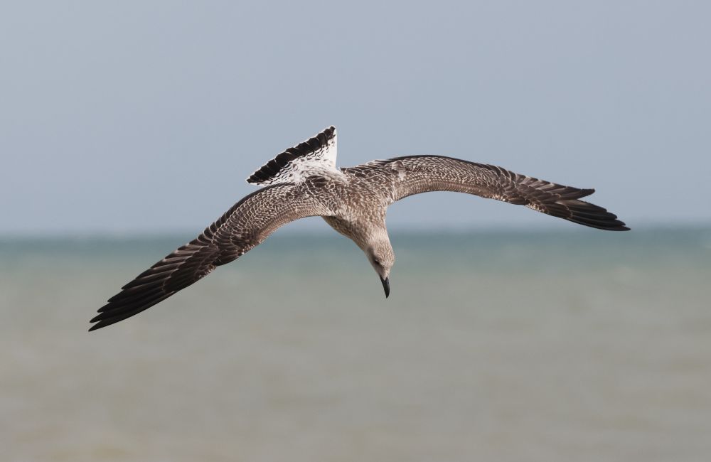 1 of 2 Juvenile Yellow-legged Gull at the fishing boats this afternoon