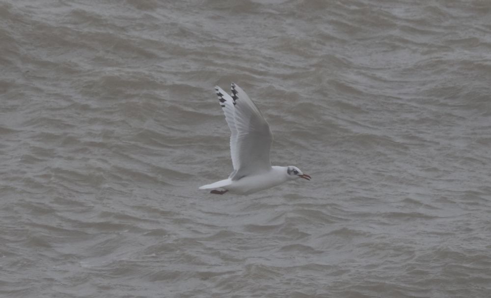 Black-headed Gull x Mediterranean Gull Hybrid