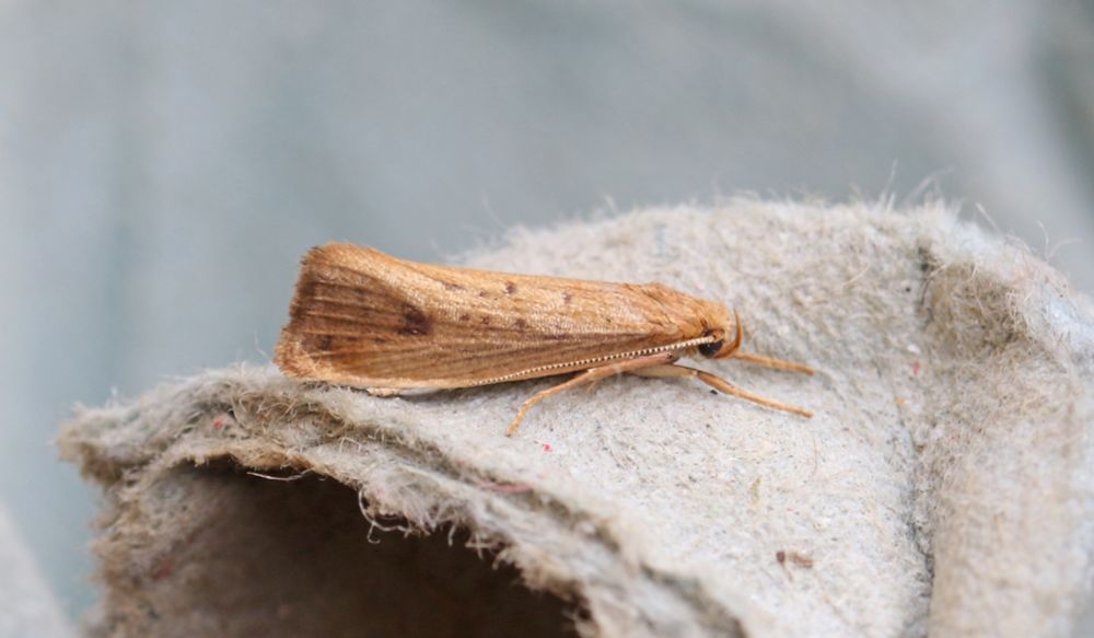 Orthotelia sparganella