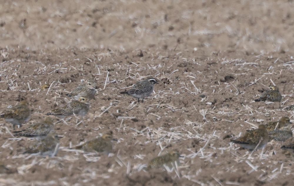American Golden Plover