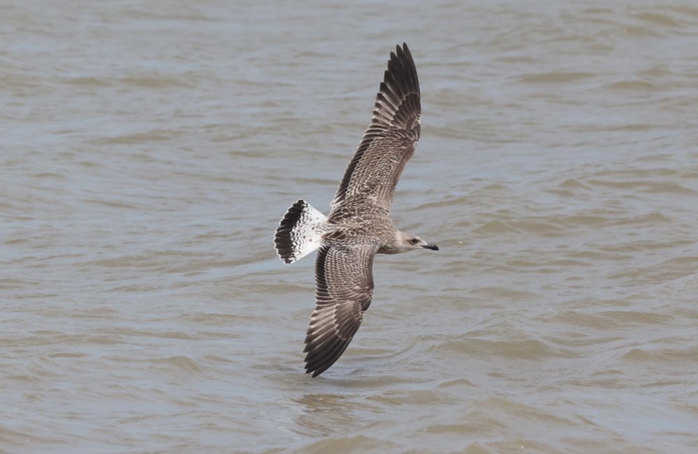 1 of 2 Juvenile Yellow-legged Gull at the fishing boats this afternoon
