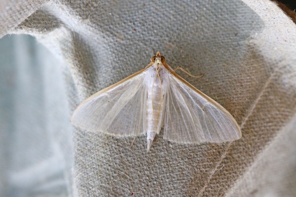 Palpita vitrealis