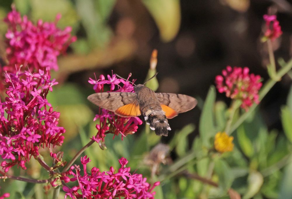 Hummingbird Hawk-moth nectaring on Valerian