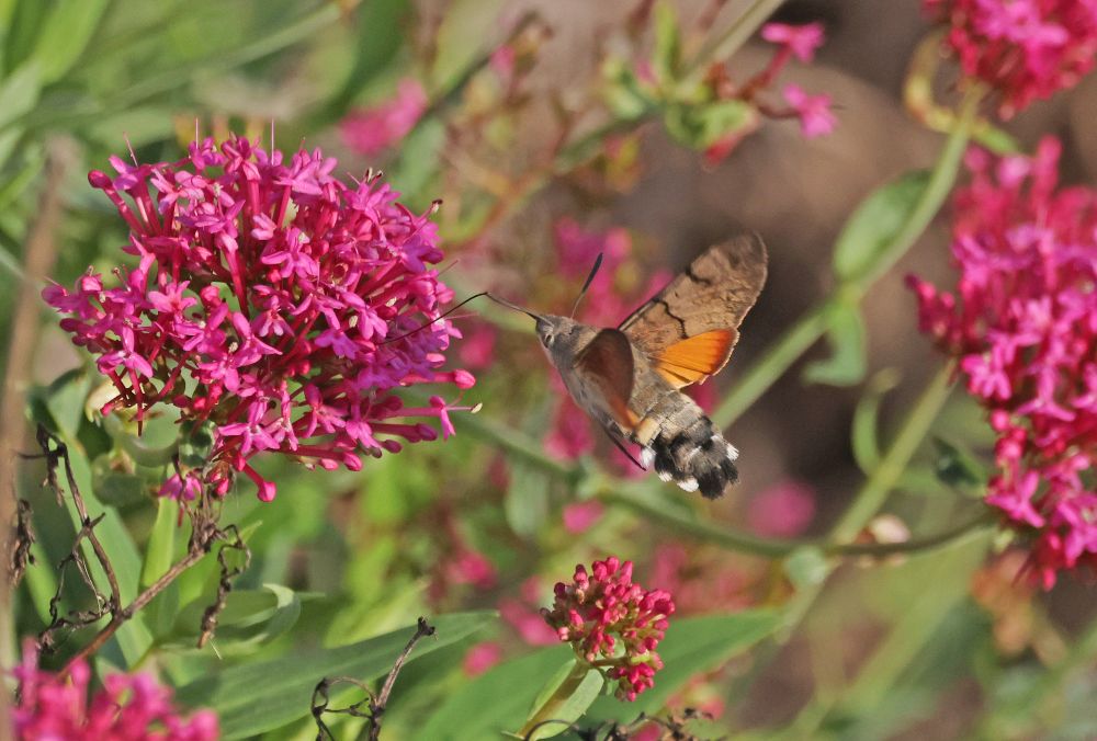 Hummingbird Hawk-moth nectaring on Valerian
