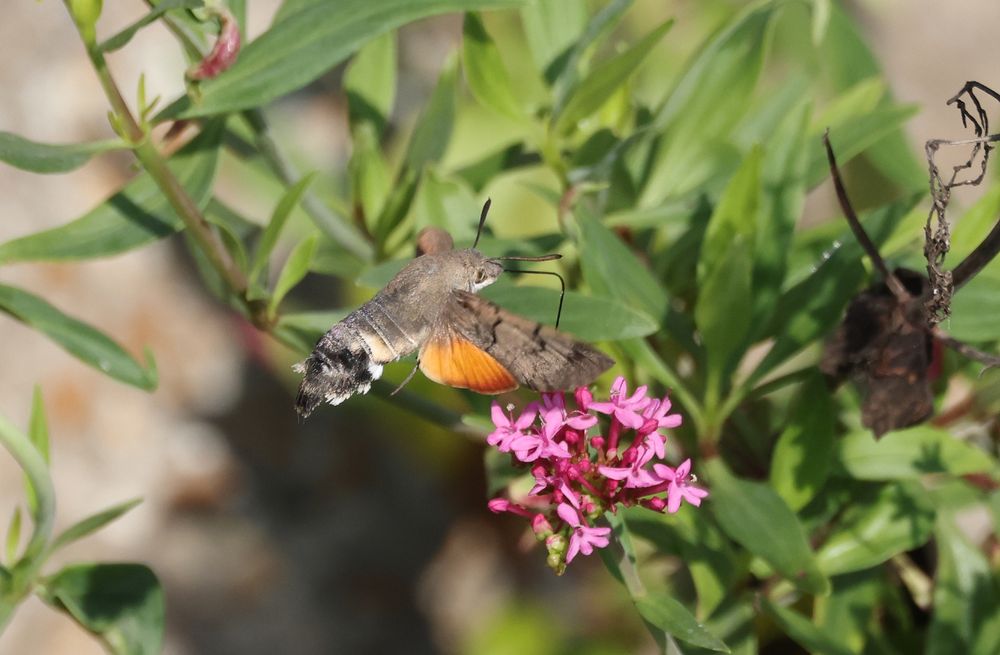Hummingbird Hawk-moth nectaring on Valerian