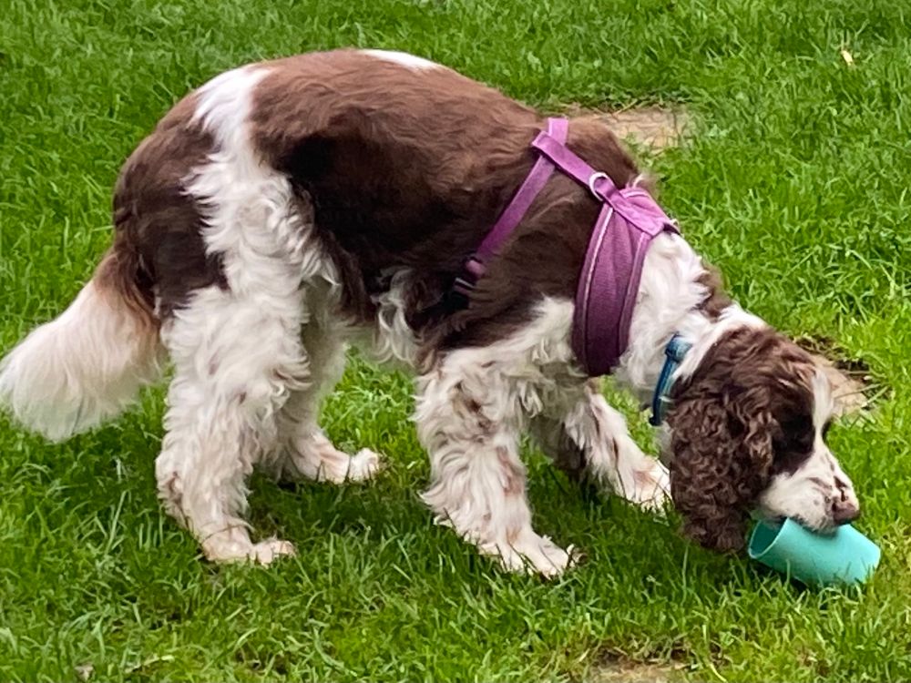 Springer spaniel Hazel who is blind slinking guiltily with green beaker of treats in the garden 