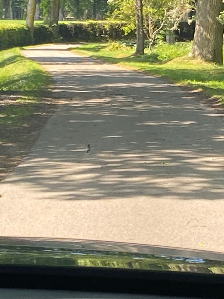 A narrow sunny road with the tiniest little bird preventing us from moving. 