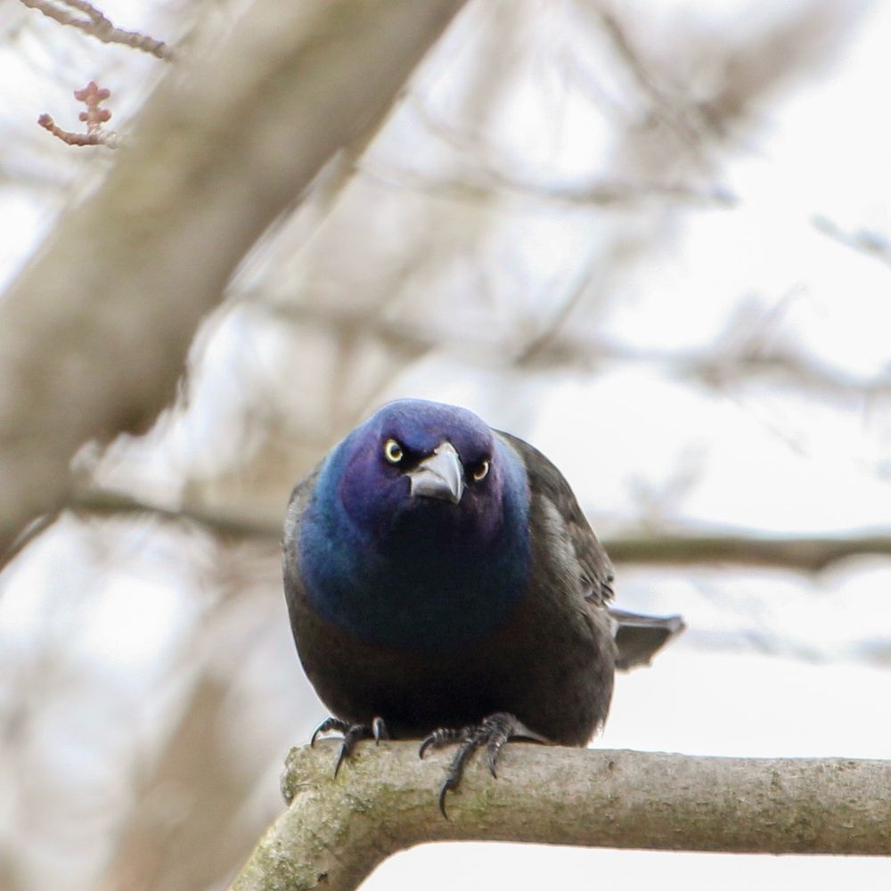 Photo of a common grackle looking ready to take over a backyard bird feeder