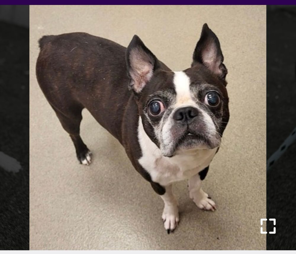 Photo of a Boston Terrier dog… big ears, big eyes, stumpy tail