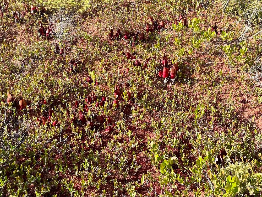 A field of gorgeous bright red pitcher plants