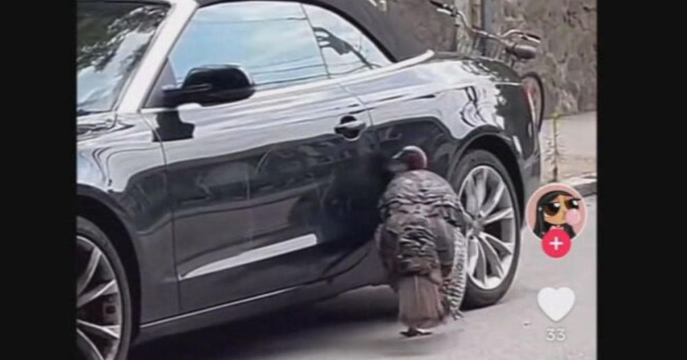 Video shows a wild turkey violently attacking a parked car in Boston. Here's one theory why.