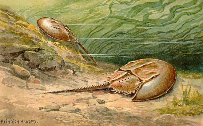 Image: vintage card, color illustration of a pair of Atlantic Horseshoe Crabs in an underwater scene, with artist name printed bottom left

More info: Horseshoe Crabs (Xiphosura) have been around for a long time...their fossil record goes back over 440 mya! This card illustrates the Atlantic Horseshoe Crab (Limulus polyphemus), one of four still-living species and the only one native to the Americas. Also, their common name is misleading - they are not true crabs or even crustaceans, but rather chelicerates, making them closer relatives of arachnids and sea spiders.