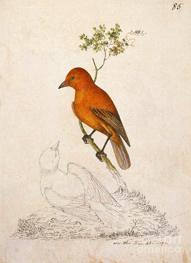 natural history art, scientific illustration, ornithology: study of the Hawaiʻi ʻakepa (Loxops coccineus), male specimen in side profile on branch in watercolor (red-orange or plumage), second bird (the female?) sketched in black line on ground, left uncolored; signed & dated bottom right