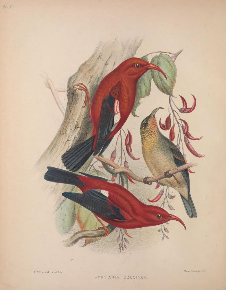 Color book plate, natural history art, scientific illustration, ornithology:

Plate 5, adult male, adult female, young juvenile specimens clinging to flowering branch 