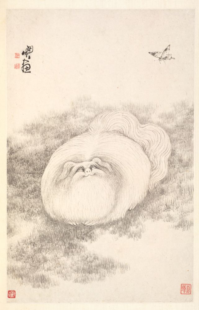“Six seals appearing on the leaves: Min Zhen 閔貞; Zheng zhai 正齋; Qingqiao 青橋; Zhen 貞; Liao tang 蓼塘; Min Zhen zhi yin 閔貞之印。”

“The album was painted for his friend Dailili Shanren in exchange for a scholar’s stone. The paintings demonstrate the artist’s versatility and mature style in the last years of his life. While two leaves are rendered in unconventional compositions seen from above (Cat and Butterfly CMA 1985.71.5) and below (Banana Plant CMA 1985.71.11), they have a humorous touch. “Cat and butterfly” is a homophone for the Chinese characters “mao die,” meaning “octogenarian,” and express the wish for the recipient’s longevity. The banana plant stands for the world of literati but can also allude to Buddhism.”

monochrome black & white (seals in red)
cat is VERY fat and fluffy, fancy long-haired breed!