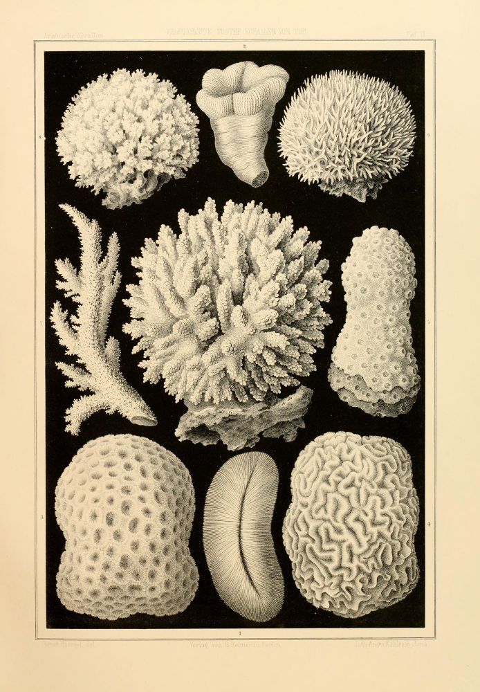 scan of plate II (black/white lithograph of nine specimens)