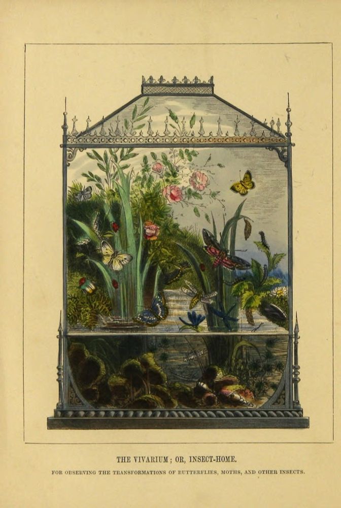 scan of a color book plate, illustration of an insect vivarium, shallow water bottom with aquatic vegetation and dry soil with flowers behind, housing several species of insects in various life stages including butterflies, moths, dragonflies, and beetles visible inside