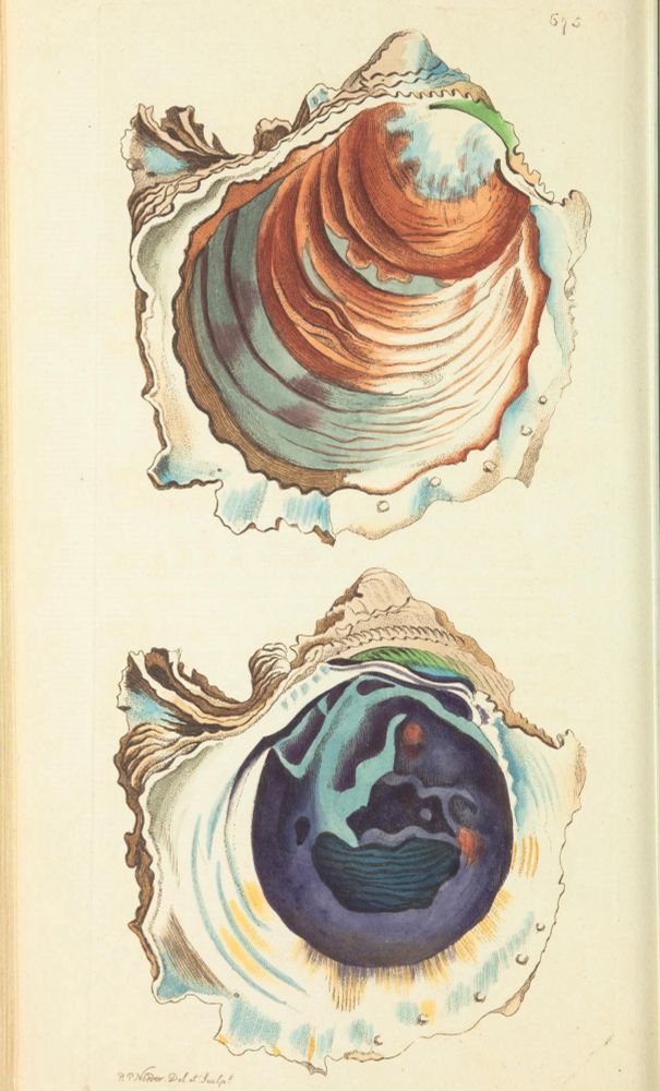digitized color book plate in portrait orientation, natural history art, scientific illustration of an oyster specimen, outer and inner shell views