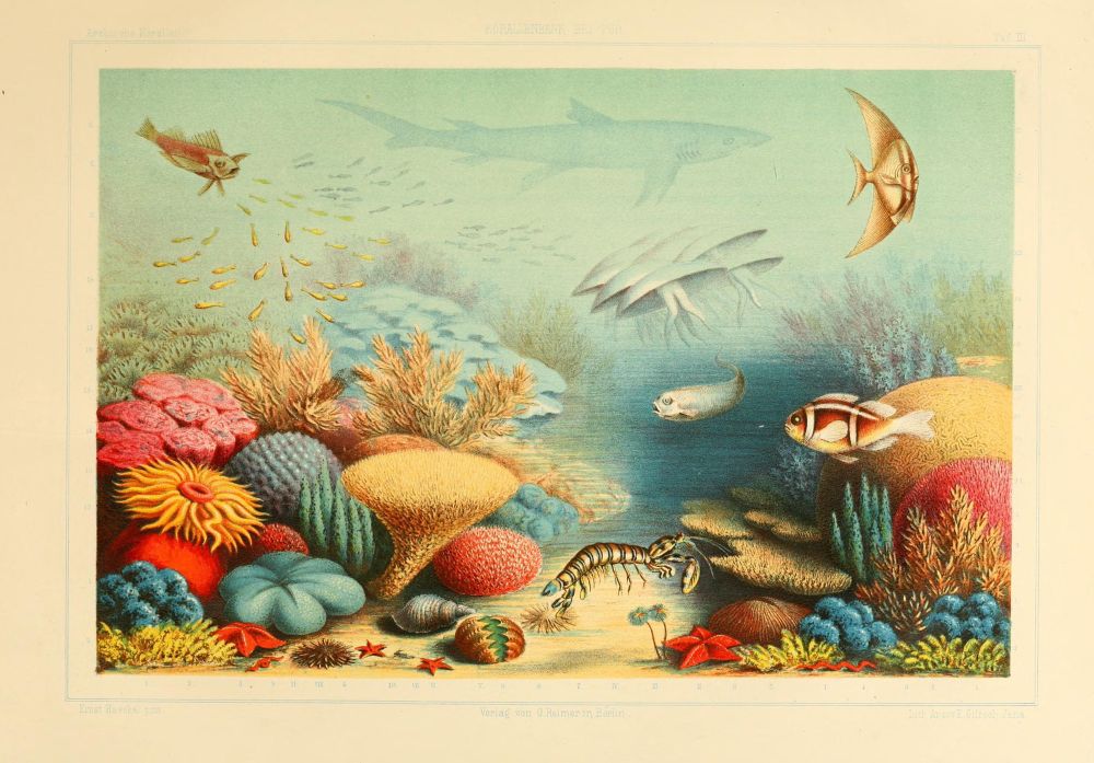 scan of plate III (full color lithograph of underwater scene)