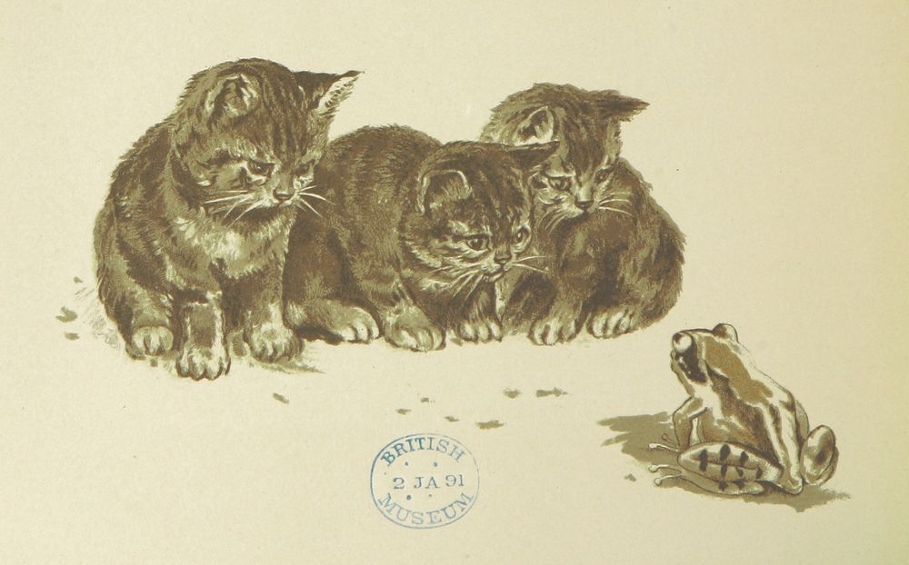 scan of book art: monochrome illustration of 3 kittens sitting together and looking at a frog looking back at them, with blue British Museum stamp on page.