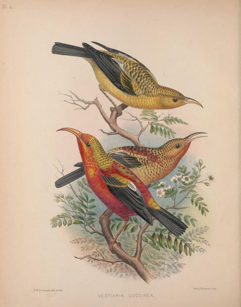 Color book plate, natural history art, scientific illustration, ornithology:

Plate 6, 3 juvenile specimens in different plumage phases clinging to flowering branch 