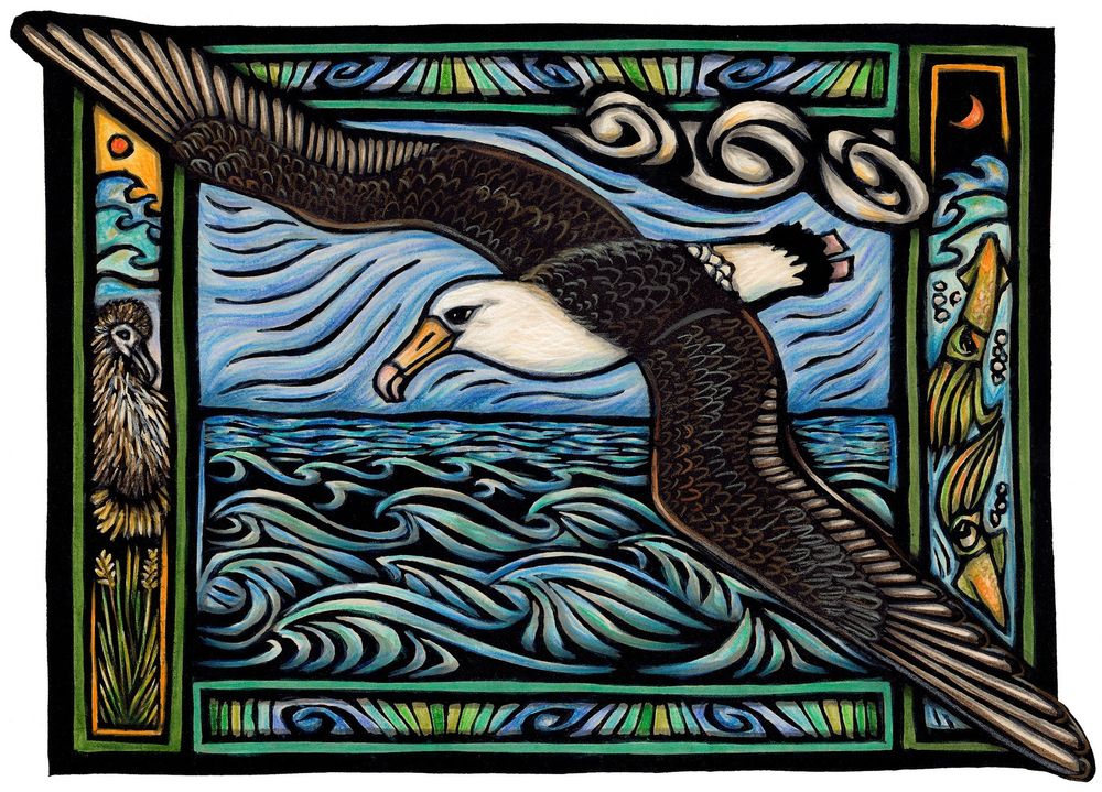 “Albatross in Flight depicts a Laysan albatross parent bringing back a meal of squid as an oil in her stomach to her awaiting youngster. From the book, A Perfect Day for an Albatross”