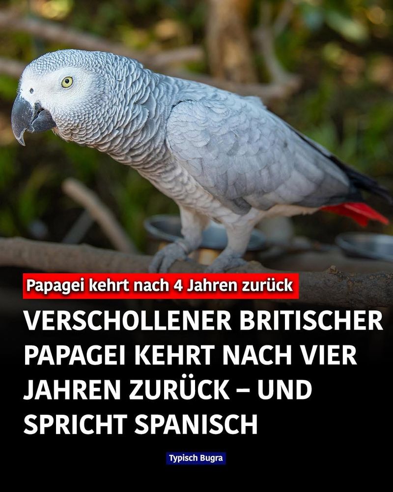 Papagei kehrt nach 4 Jahren zurück
VERSCHOLLENER BRITISCHER PAPAGEI KEHRT NACH VIER JAHREN ZURÜCK - UND SPRICHT SPANISCH
