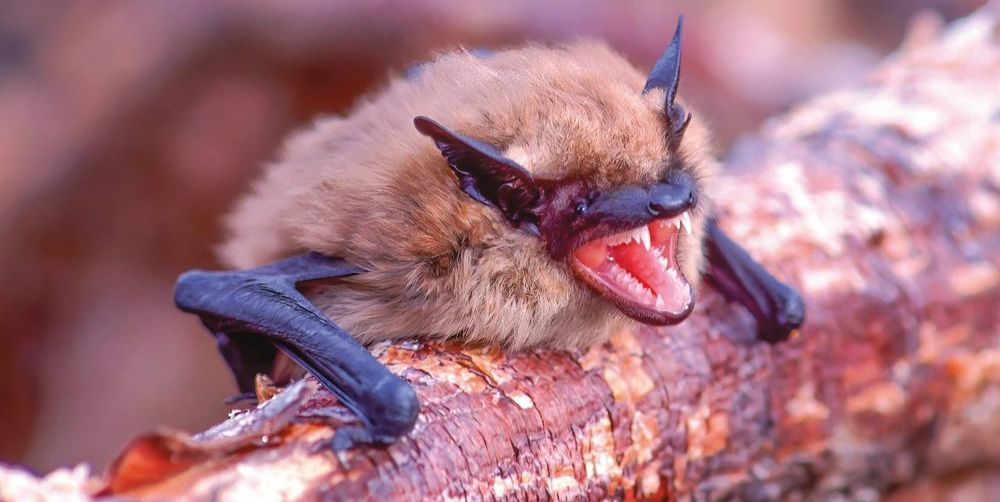 Brown bat grimacing & baring its teeth while roosting on a tree branch
